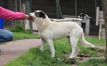 LIKO, Hund, Mischlingshund in Rumänien - Bild 4