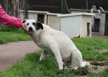 LIKO, Hund, Mischlingshund in Rumänien - Bild 6