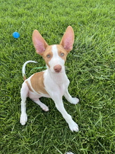 IVO, Hund, Podenco Ibicenco in Spanien - Bild 1