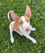 IVO, Hund, Podenco Ibicenco in Spanien - Bild 2