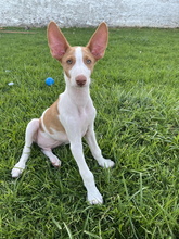IVO, Hund, Podenco Ibicenco in Spanien - Bild 3