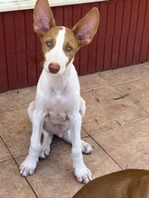 IVO, Hund, Podenco Ibicenco in Spanien - Bild 4