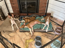 IVO, Hund, Podenco Ibicenco in Spanien - Bild 5