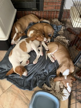 IVO, Hund, Podenco Ibicenco in Spanien - Bild 6