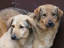 ALENA, Hund, Mischlingshund in Rumänien - Bild 2