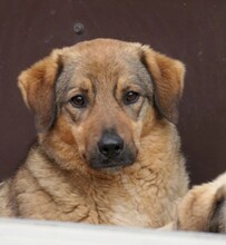 ALENA, Hund, Mischlingshund in Rumänien - Bild 3