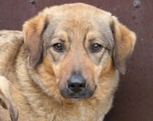 ALENA, Hund, Mischlingshund in Dettingen