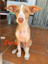 JANA, Hund, Podenco Ibicenco in Spanien - Bild 1