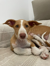 JANA, Hund, Podenco Ibicenco in Spanien - Bild 3