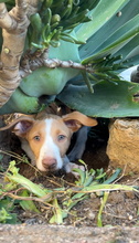 JANA, Hund, Podenco Ibicenco in Spanien - Bild 4