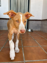 JANA, Hund, Podenco Ibicenco in Spanien - Bild 5