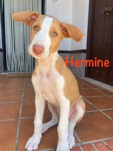HERMINE, Hund, Podenco Ibicenco in Spanien - Bild 1