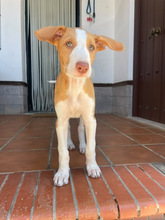 HERMINE, Hund, Podenco Ibicenco in Spanien - Bild 2