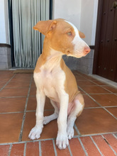 HERMINE, Hund, Podenco Ibicenco in Spanien - Bild 3