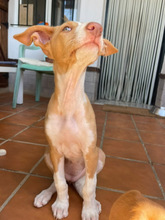 HERMINE, Hund, Podenco Ibicenco in Spanien - Bild 4