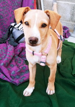 VANIA, Hund, Mischlingshund in Spanien - Bild 1
