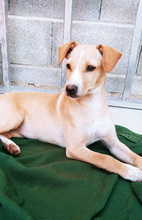 VANIA, Hund, Mischlingshund in Spanien - Bild 2