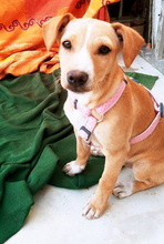 VANIA, Hund, Mischlingshund in Spanien - Bild 4
