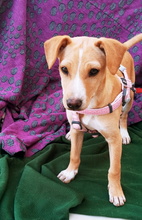 VANIA, Hund, Mischlingshund in Spanien - Bild 5