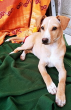 VANIA, Hund, Mischlingshund in Spanien - Bild 7