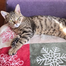 TOMMY, Katze, Europäisch Kurzhaar in Bulgarien - Bild 10