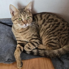 TOMMY, Katze, Europäisch Kurzhaar in Bulgarien - Bild 12
