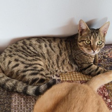 TOMMY, Katze, Europäisch Kurzhaar in Bulgarien - Bild 13