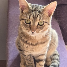 TOMMY, Katze, Europäisch Kurzhaar in Bulgarien - Bild 14