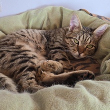 TOMMY, Katze, Europäisch Kurzhaar in Bulgarien - Bild 15