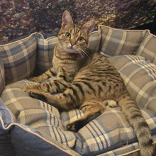 TOMMY, Katze, Europäisch Kurzhaar in Bulgarien - Bild 16
