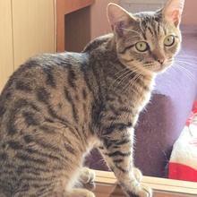 TOMMY, Katze, Europäisch Kurzhaar in Bulgarien - Bild 2
