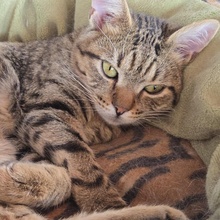 TOMMY, Katze, Europäisch Kurzhaar in Bulgarien - Bild 3