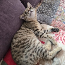 TOMMY, Katze, Europäisch Kurzhaar in Bulgarien - Bild 4