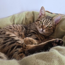 TOMMY, Katze, Europäisch Kurzhaar in Bulgarien - Bild 5