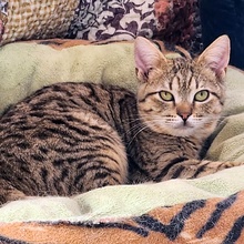TOMMY, Katze, Europäisch Kurzhaar in Bulgarien - Bild 6