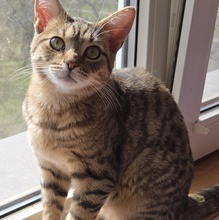 TOMMY, Katze, Europäisch Kurzhaar in Bulgarien - Bild 7