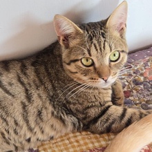 TOMMY, Katze, Europäisch Kurzhaar in Bulgarien - Bild 8