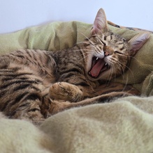 TOMMY, Katze, Europäisch Kurzhaar in Bulgarien - Bild 9