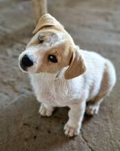 KÄPTNJACKSPARROW, Hund, Mischlingshund in Rumänien - Bild 2