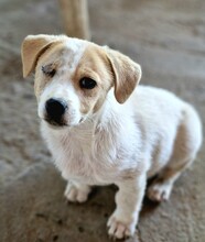 KÄPTNJACKSPARROW, Hund, Mischlingshund in Rumänien - Bild 3