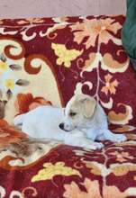 KÄPTNJACKSPARROW, Hund, Mischlingshund in Rumänien - Bild 4