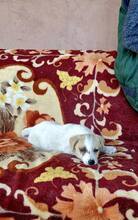 KÄPTNJACKSPARROW, Hund, Mischlingshund in Rumänien - Bild 5