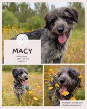 MACY, Hund, Mischlingshund in Portugal - Bild 1