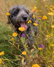MACY, Hund, Mischlingshund in Portugal - Bild 2