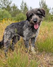 MACY, Hund, Mischlingshund in Portugal - Bild 3