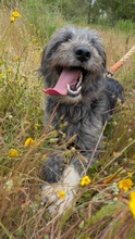 MACY, Hund, Mischlingshund in Portugal - Bild 4