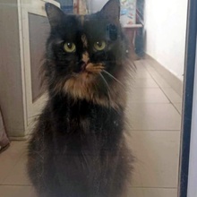 BIBE, Katze, Langhaarkatze-Mix in Bulgarien - Bild 3