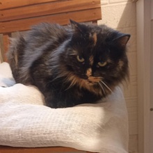 BIBE, Katze, Langhaarkatze-Mix in Bulgarien - Bild 5