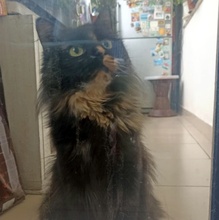 BIBE, Katze, Langhaarkatze-Mix in Bulgarien - Bild 6