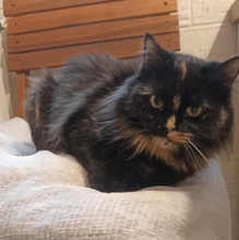 BIBE, Katze, Langhaarkatze-Mix in Bulgarien - Bild 7